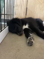 Midnight Black Bi, a female Australian Shepherd for sale in Sevierville, TN – 10 of 10