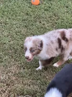 Merle Red Merle, a male Australian Shepherd for sale in Sevierville, TN – 2 of 10