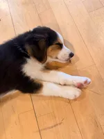 Johnny Black Tri, a male Australian Shepherd for sale in Sevierville, TN – 8 of 10