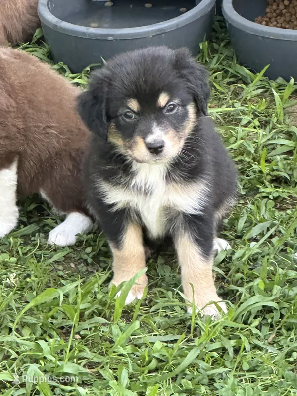 Dolly – Australian Shepherd puppy for sale in Sevierville, TN