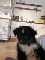 Male Toy 2, a male Toy Australian Shepherd for sale in Sevierville, TN – 5 of 6