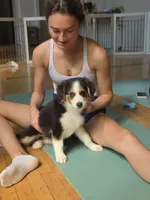 Johnny Black Tri, a male Australian Shepherd for sale in Sevierville, TN – 4 of 10