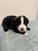 Willie, a male Australian Shepherd for sale in Sevierville, TN – 9 of 10