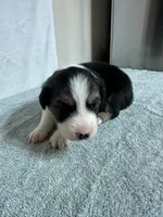 Loretta, a female Australian Shepherd for sale in Sevierville, TN – 5 of 10