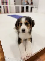 Johnny Black Tri, a male Australian Shepherd for sale in Sevierville, TN – 10 of 10
