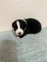 Willie, a male Australian Shepherd for sale in Sevierville, TN – 2 of 10