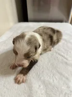 Merle, a male Australian Shepherd for sale in Sevierville, TN – 3 of 10