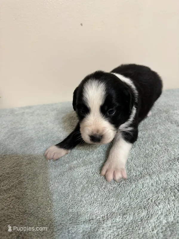 Patsy – Australian Shepherd puppy for sale in Sevierville, TN