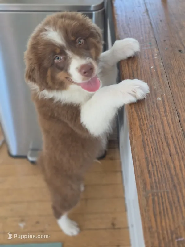 Garth Red Tri – Australian Shepherd puppy for sale in Sevierville, TN