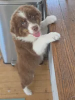 Garth Red Tri, a male Australian Shepherd for sale in Sevierville, TN – 1 of 10