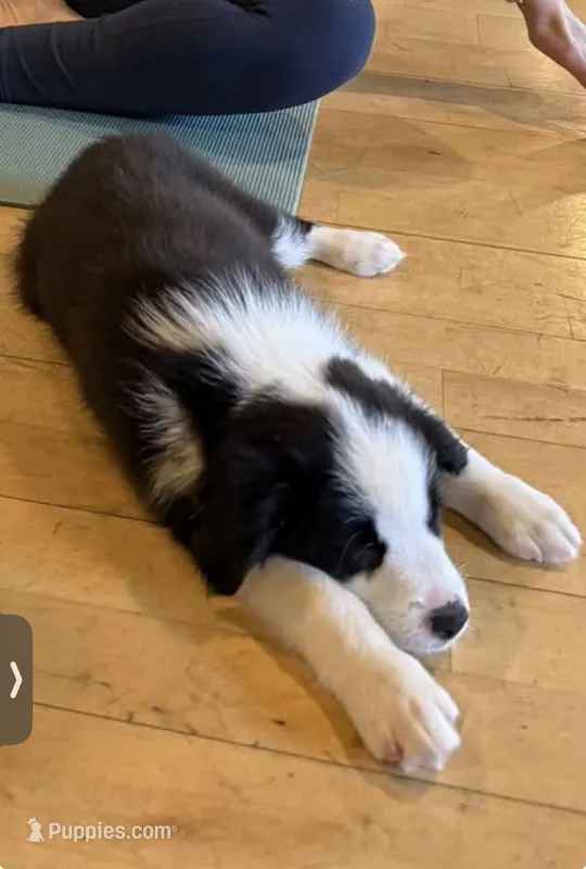 Shania Black Bi – Australian Shepherd puppy for sale in Sevierville, TN