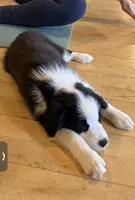 Shania Black Bi, a female Australian Shepherd for sale in Sevierville, TN – 1 of 7