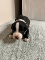 Willie, a male Australian Shepherd for sale in Sevierville, TN – 7 of 10