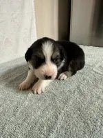 Loretta, a female Australian Shepherd for sale in Sevierville, TN – 9 of 10