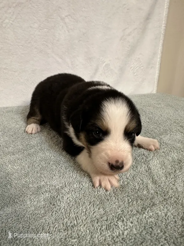 Johnny – Australian Shepherd puppy for sale in Sevierville, TN