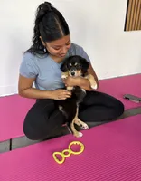 Brownie Black Tri, a female Australian Shepherd for sale in Sevierville, TN – 3 of 10