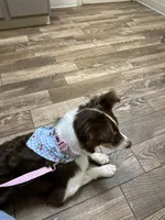 Monica & Colby Upcoming Litter, a  Australian Shepherd for sale in Sevierville, TN – 10 of 10