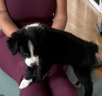 Patsy Black Bi, a female Australian Shepherd for sale in Sevierville, TN – 5 of 8