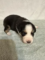 Johnny, a male Australian Shepherd for sale in Sevierville, TN – 3 of 9