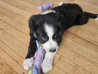 Patsy Black Bi, a female Australian Shepherd for sale in Sevierville, TN – 3 of 8