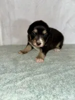 Dolly, a female Australian Shepherd for sale in Sevierville, TN – 5 of 10