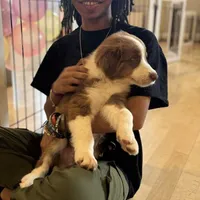 George Red Tri, a male Australian Shepherd for sale in Sevierville, TN – 4 of 10