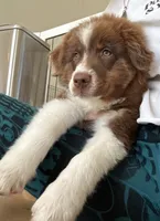 Garth Red Tri, a male Australian Shepherd for sale in Sevierville, TN – 2 of 10