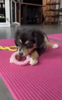 Brownie Black Tri, a female Australian Shepherd for sale in Sevierville, TN – 2 of 10