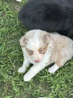 Tammy/Dixie, a female Australian Shepherd for sale in Sevierville, TN – 3 of 10