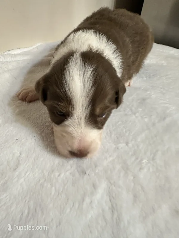 Garth – Australian Shepherd puppy for sale in Sevierville, TN
