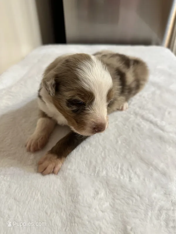 Merle – Australian Shepherd puppy for sale in Sevierville, TN