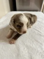 Merle, a male Australian Shepherd for sale in Sevierville, TN – 1 of 10