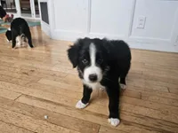 Willie Black Bi, a male Australian Shepherd for sale in Sevierville, TN – 3 of 10