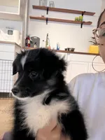 Male Toy 2, a male Toy Australian Shepherd for sale in Sevierville, TN – 3 of 6