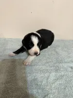 Patsy, a female Australian Shepherd for sale in Sevierville, TN – 9 of 10