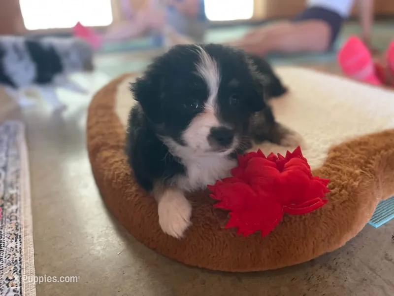 Toy Male 1 – Toy Australian Shepherd puppy for sale in Sevierville, TN