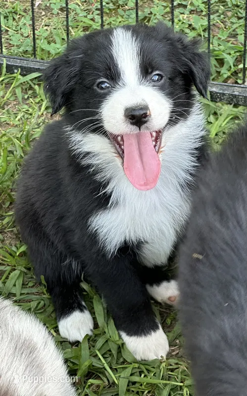 Willie – Australian Shepherd puppy for sale in Sevierville, TN
