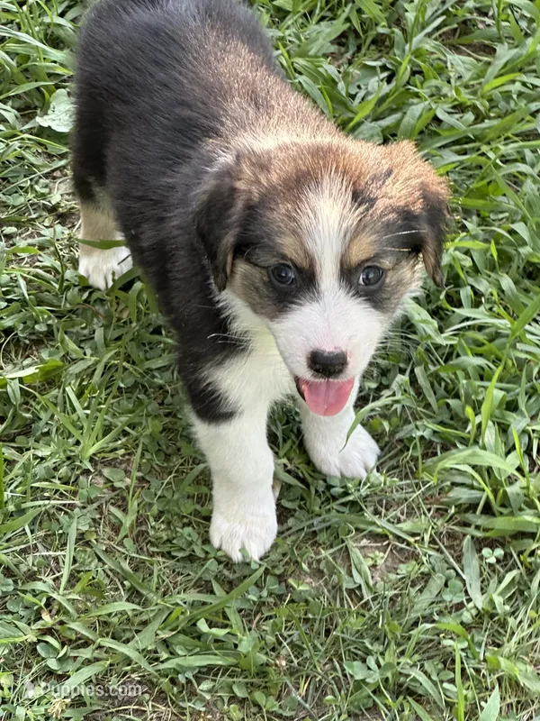 Loretta – Australian Shepherd puppy on hold in Sevierville, TN