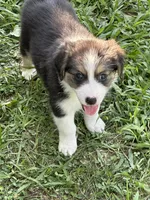 Loretta, a female Australian Shepherd for sale in Sevierville, TN – 1 of 9
