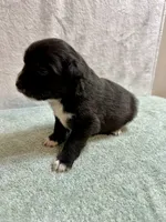 June, a female Australian Shepherd for sale in Sevierville, TN – 2 of 9
