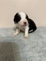 Shania, a female Australian Shepherd for sale in Sevierville, TN – 6 of 9