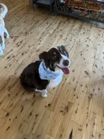 Monica & Colby Upcoming Litter, a  Australian Shepherd for sale in Sevierville, TN – 8 of 10
