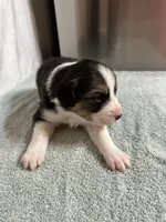 Loretta, a female Australian Shepherd for sale in Sevierville, TN – 3 of 10