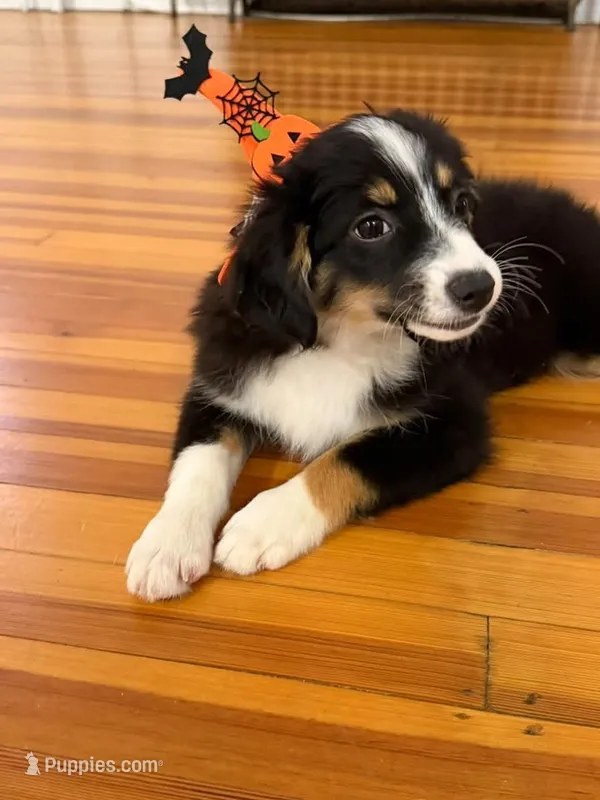 Female Toy , a female Toy Australian Shepherd for sale in Sevierville, TN – 1 of 4