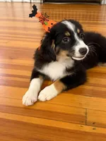 Female Toy , a female Toy Australian Shepherd for sale in Sevierville, TN – 1 of 4
