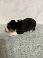 Johnny, a male Australian Shepherd for sale in Sevierville, TN – 2 of 9