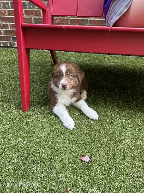 Garth Red Tri – Australian Shepherd puppy for sale in Sevierville, TN