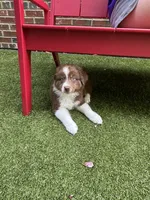Garth Red Tri, a male Australian Shepherd for sale in Sevierville, TN – 6 of 10