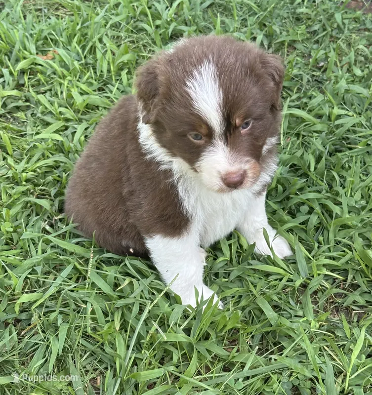 Garth – Australian Shepherd puppy for sale in Sevierville, TN