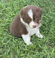 Garth Red Tri, a male Australian Shepherd for sale in Sevierville, TN – 1 of 10